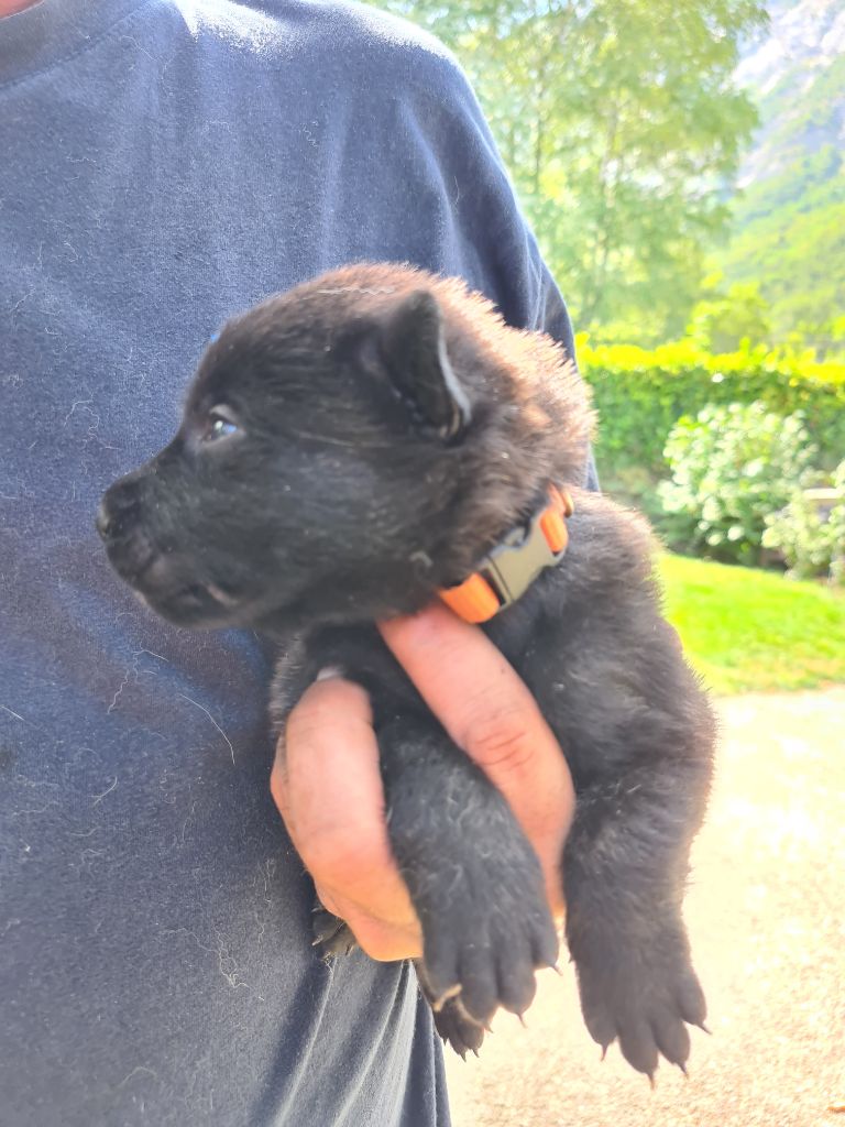 Des Bergers De Roman - Chiot disponible  - Berger hollandais